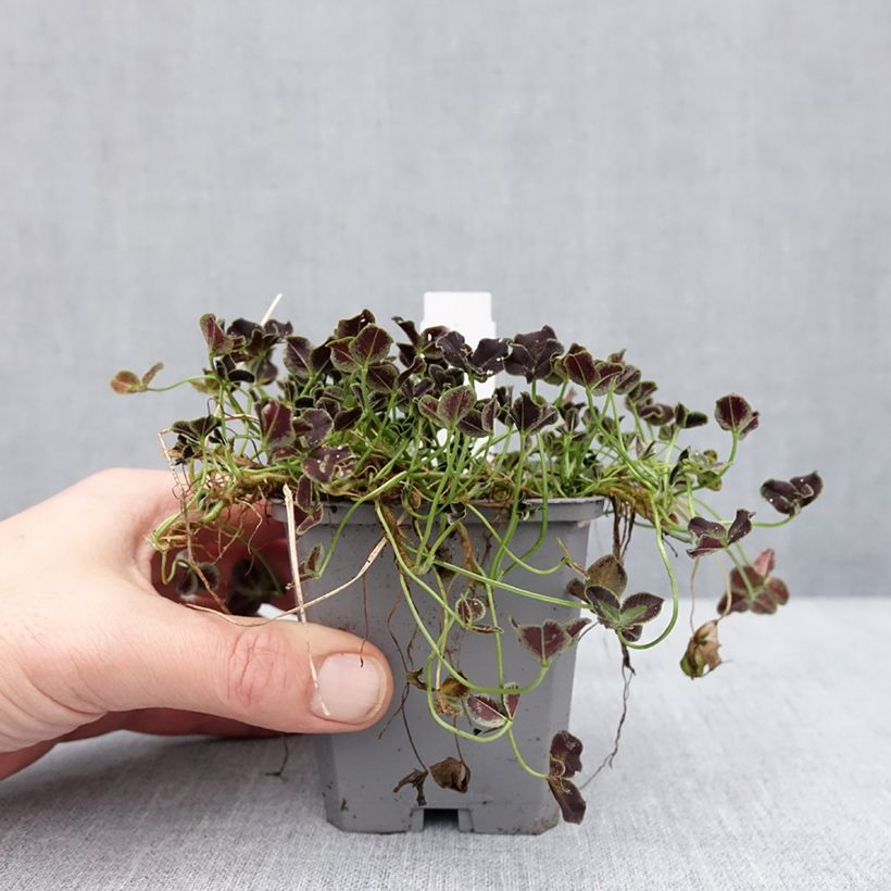 Exemplaar van Trifolium repens Dark Debbie - Trèfle Godet de 8/9 cm zoals geleverd in de winter