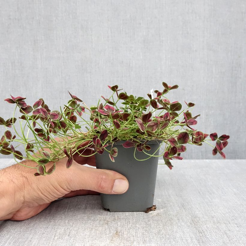Exemplaar van Trifolium repens Estelle - Witte klaver Kweekpotje van 8/9 cm zoals geleverd in de herfst