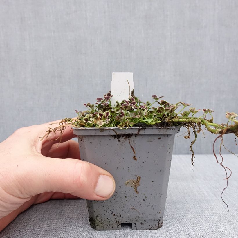 Exemplaar van Trifolium repens Estelle - Trèfle Godet de 8/9 cm zoals geleverd in de winter