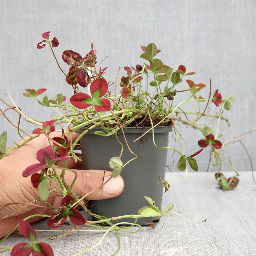 Exemplaar van Trifolium repens Isabella - Witte klaver Kweekpotje van 8/9 cm zoals geleverd in de herfst
