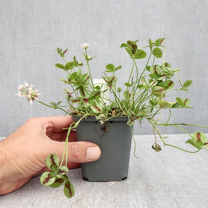 Exemplaar van Trifolium repens Sweet Mike - Witte klaver Kweekpotje van 8/9 cm zoals geleverd in de herfst