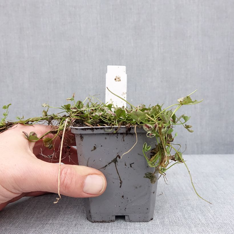Exemplaar van Trifolium repens Sweet Mike - Trèfle Godet de 8/9 cm zoals geleverd in de winter