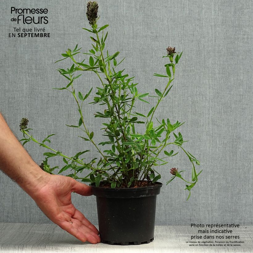 Exemplaar van Trifolium rubens - Purperen klaver Pot van 2 l/3 l zoals geleverd in de herfst