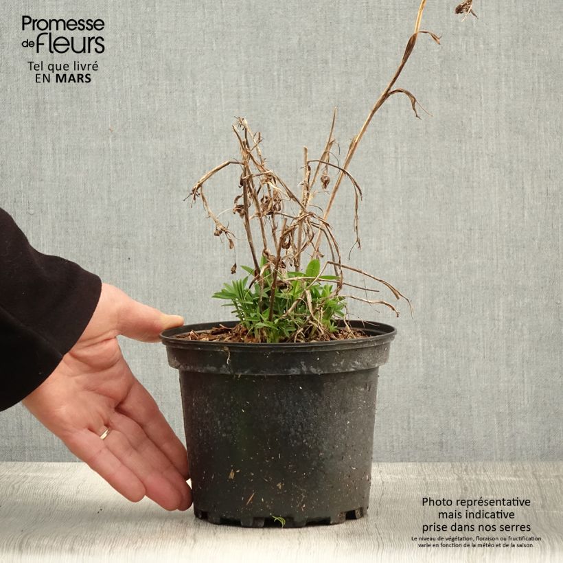 Exemplaar van Trifolium rubens - Purperen klaver Pot van 2 l/3 l zoals geleverd in de lente