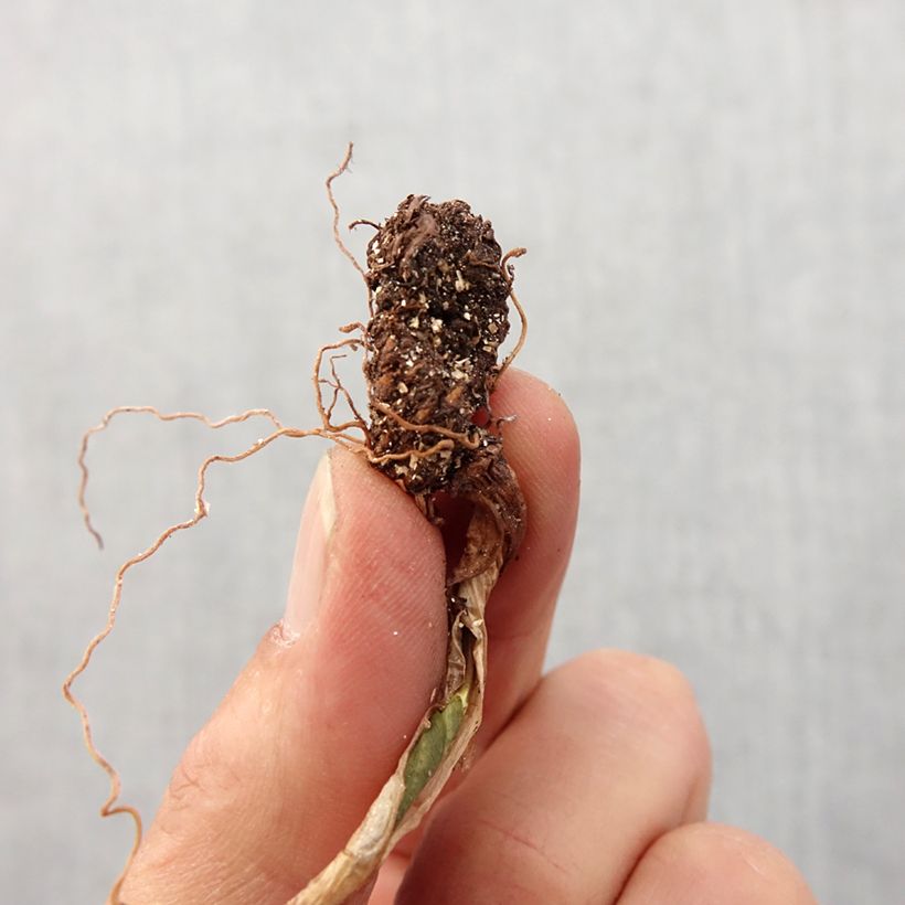 Exemplaar van Trillium cuneatum - Drieblad Bol kaliber I zoals geleverd in de lente