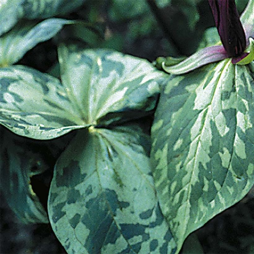 Trillium cuneatum - Drieblad (Blad)