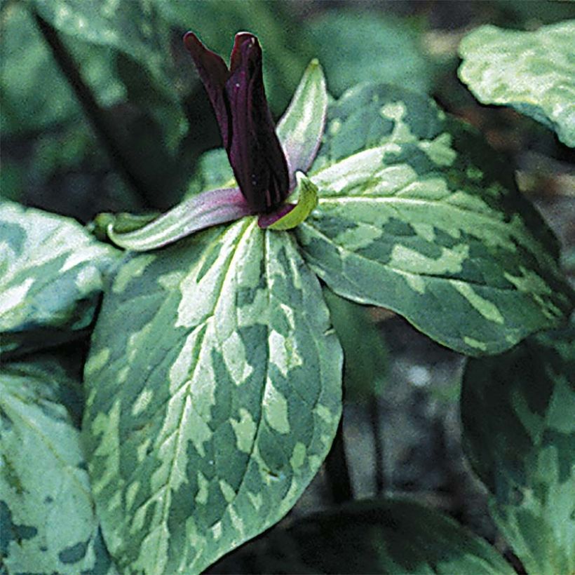 Trillium cuneatum - Drieblad (Bloei)
