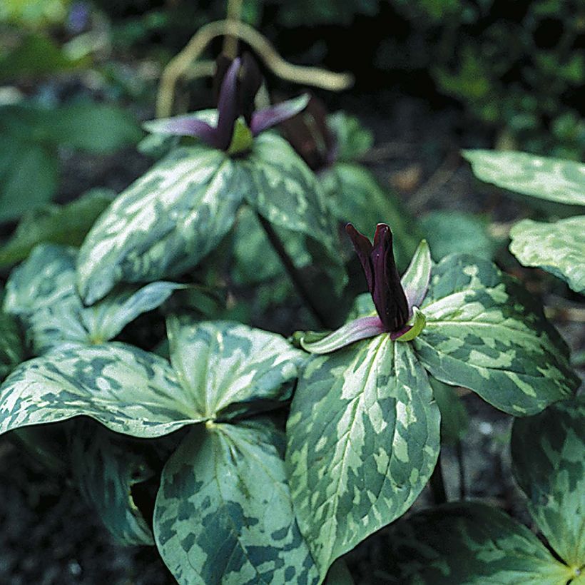 Trillium cuneatum - Drieblad (Groeiplaats)