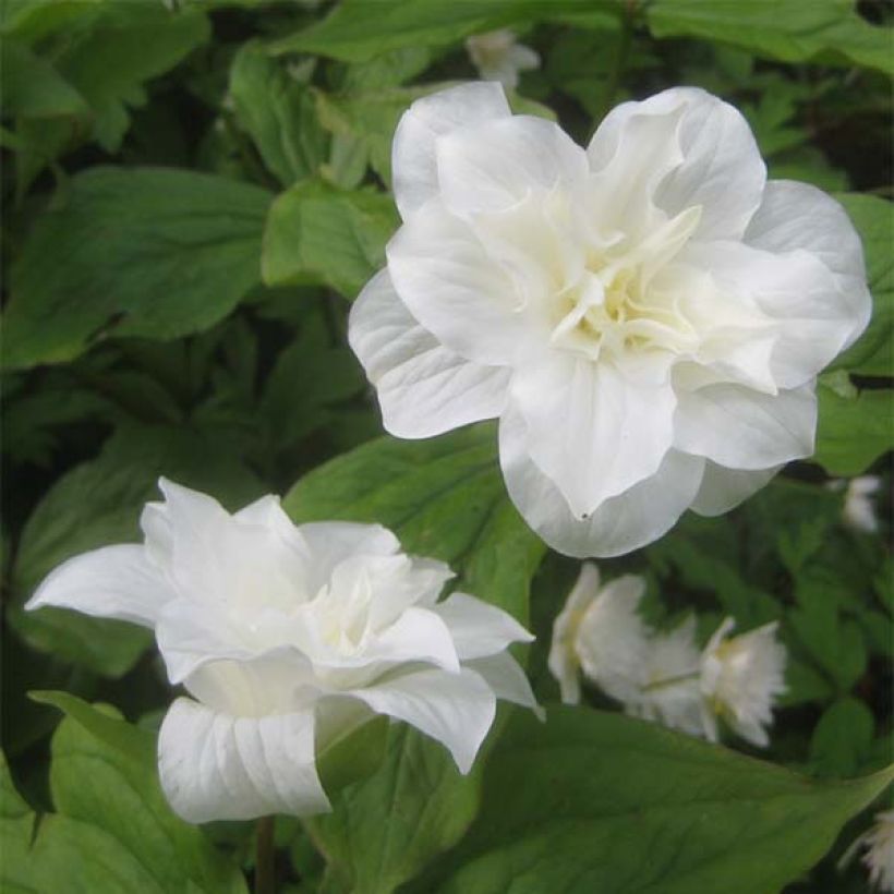 Trillium grandiflorum Flore Pleno - Drieblad (Bloei)