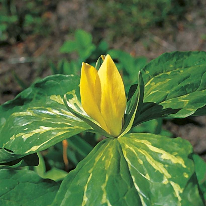 Trillium luteum bol - Drieblad (Bloei)