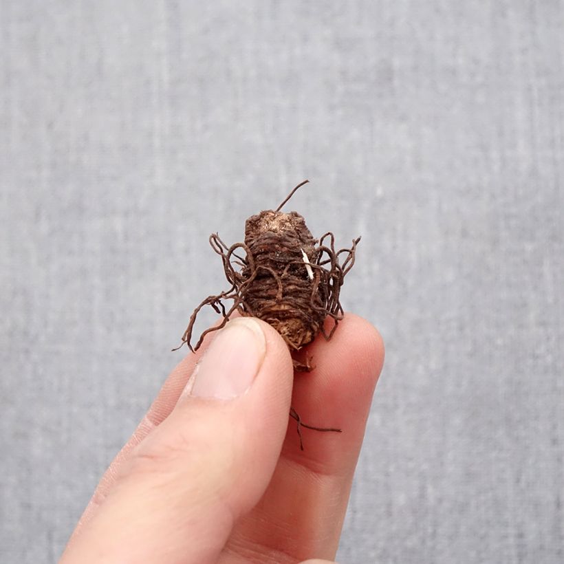 Exemplaar van Trillium luteum bol - Drieblad Bol kaliber I zoals geleverd in de lente