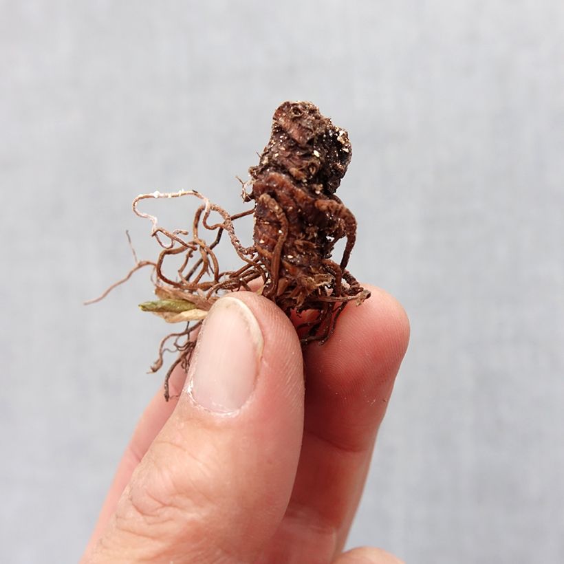 Exemplaar van Trillium recurvatum - Drieblad Bol kaliber I zoals geleverd in de lente