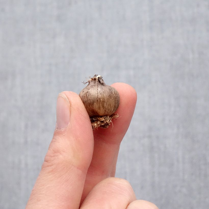 Exemplaar van Triteleia Corrina - Brodiaea Bol kaliber 5+ zoals geleverd in de lente