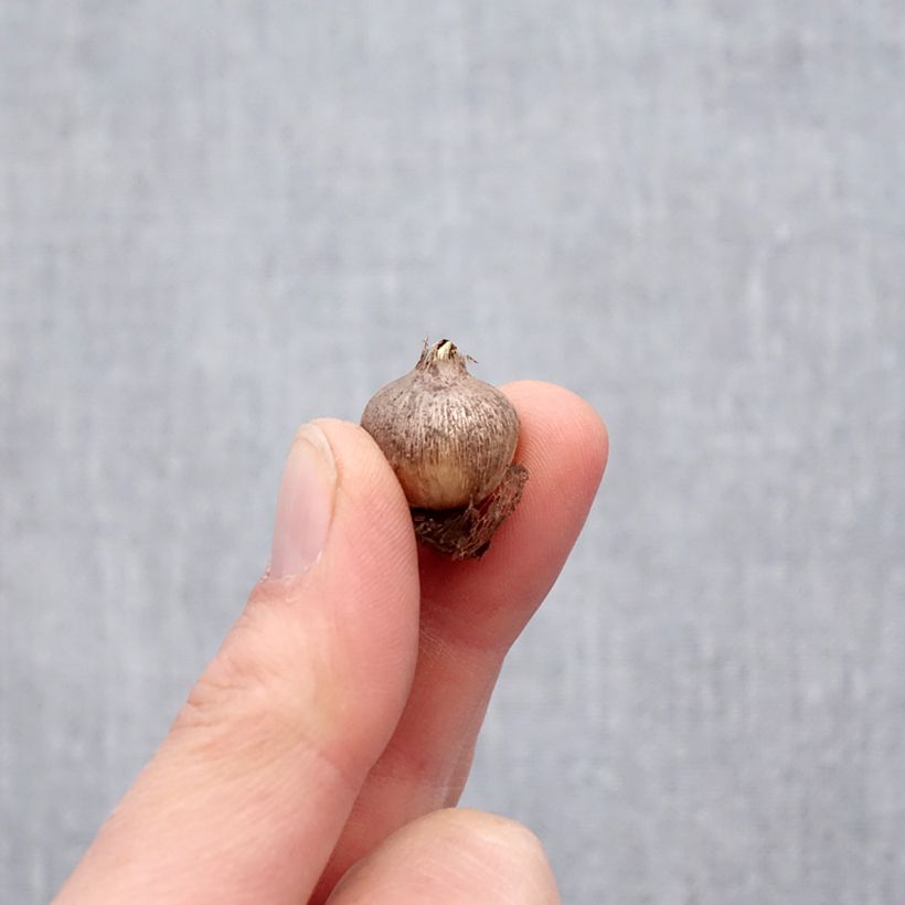 Exemplaar van Triteleia ixioides Starlight - Brodiaea Bol kaliber 5+ zoals geleverd in de lente