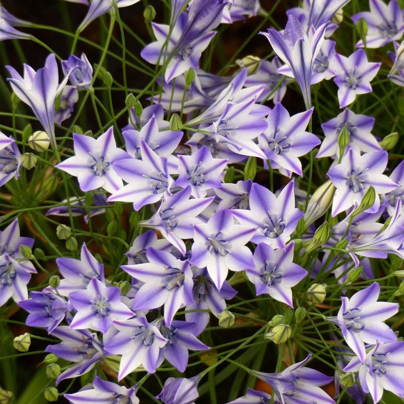 Triteleia Rudy - Brodiaea (Bloei)