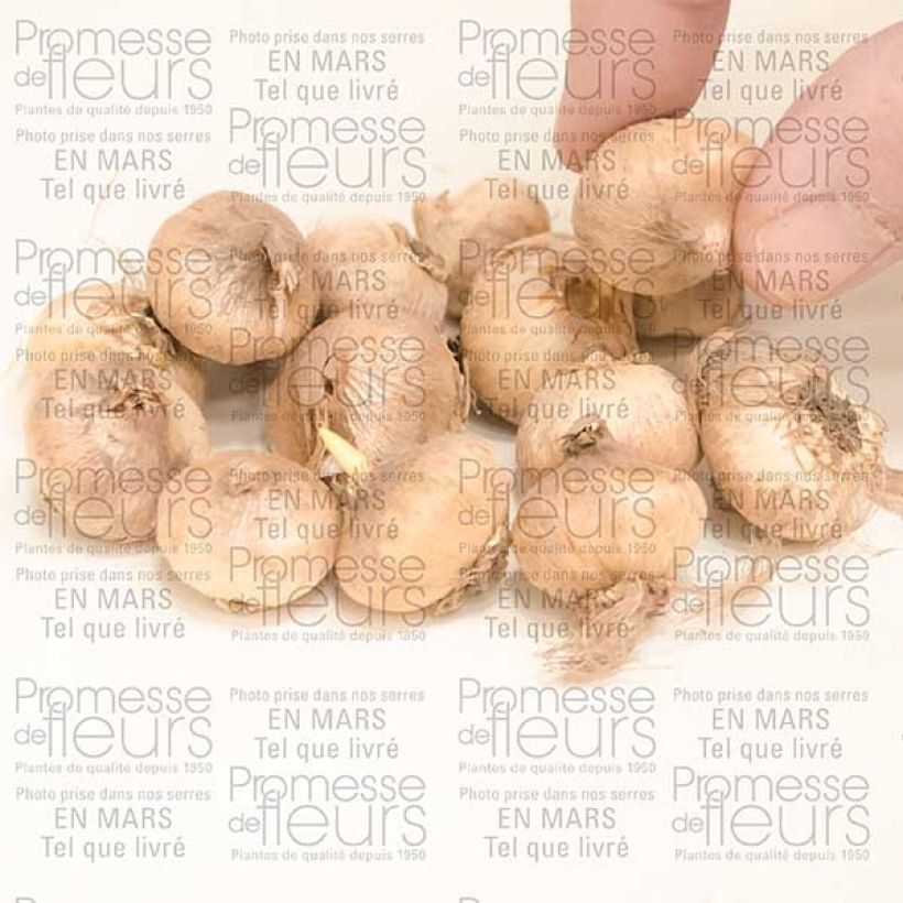 Voorbeeld van een exemplaar van Triteleia Rudy - Brodiaea Bol kaliber 5+ zoals geleverd