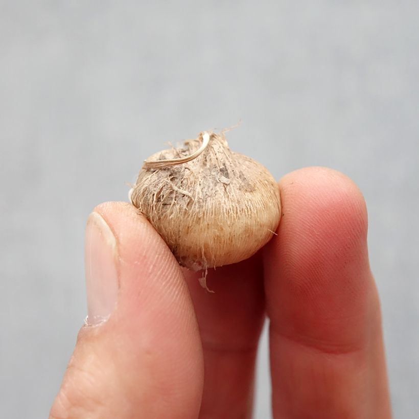 Exemplaar van Triteleia Rudy - Brodiaea Bol kaliber 5+ zoals geleverd in de lente