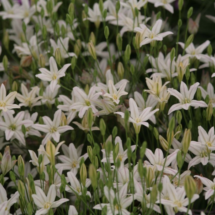 Triteleia laxa Silver Queen - Brodiaea (Bloei)