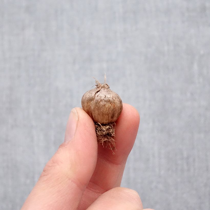 Exemplaar van Triteleia laxa Silver Queen - Brodiaea Bol kaliber 5+ zoals geleverd in de lente