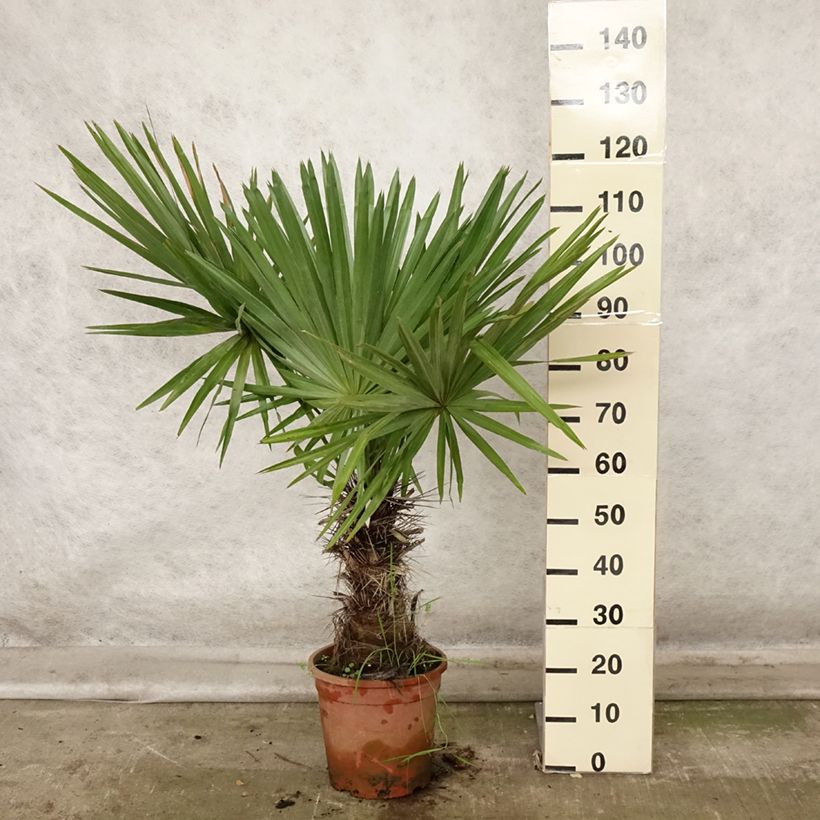 Exemplaar van Trithrinax campestris - Drietandpalm Pot van 7,5 l/10 l zoals geleverd in de herfst