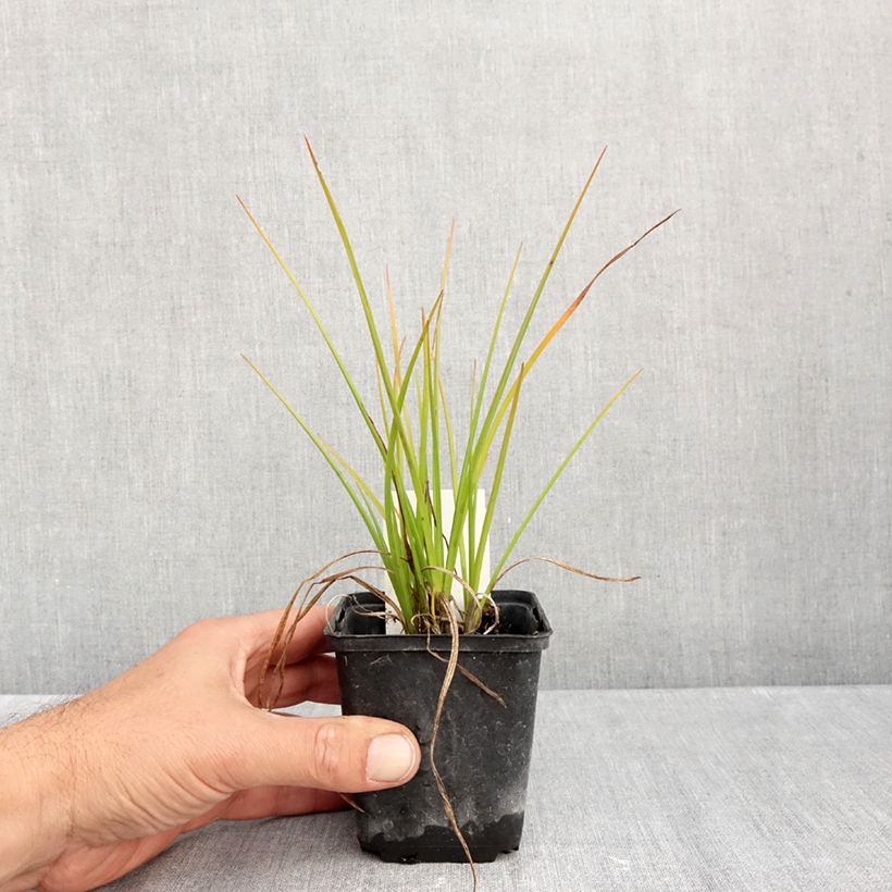 Exemplaar van Kniphofia Banana Popsicle - Vuurpijl Kweekpotje van 8/9 cm zoals geleverd in de herfst