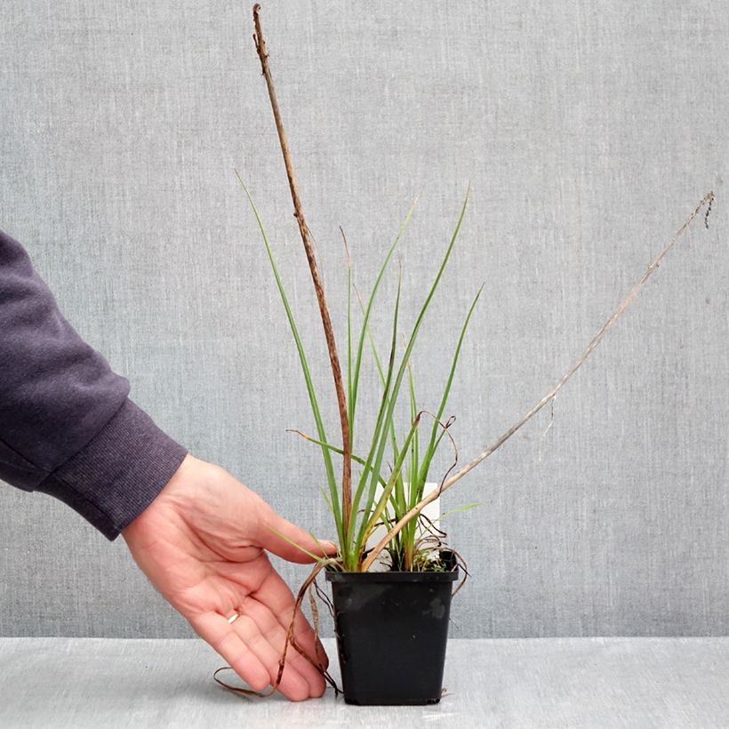 Exemplaar van Kniphofia Lemon Popsicle - Vuurpijl Kweekpotje van 8/9 cm zoals geleverd in de herfst