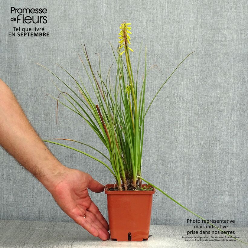 Exemplaar van Kniphofia Lemon Popsicle - Vuurpijl Kweekpotje van 8/9 cm zoals geleverd in de zomer