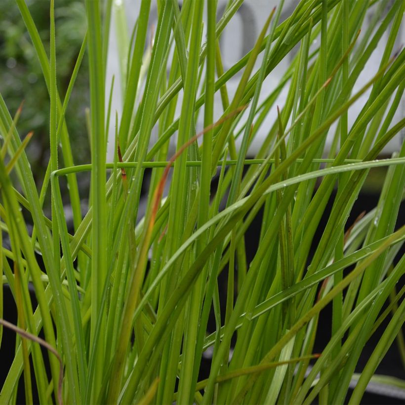 Kniphofia Mango Popsicle - Vuurpijl (Blad)