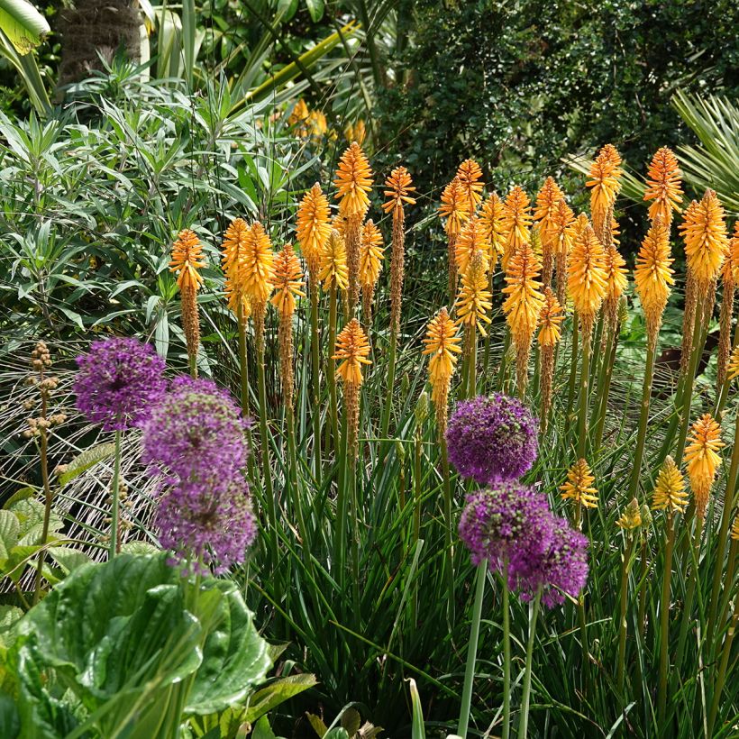 Kniphofia Mango Popsicle - Vuurpijl (Groeiplaats)