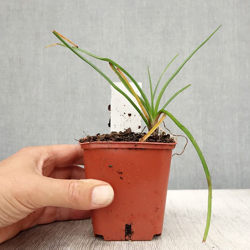Exemplaar van Tritoma - Kniphofia Mango Popsicle Godet de 8/9 cm zoals geleverd in de herfst