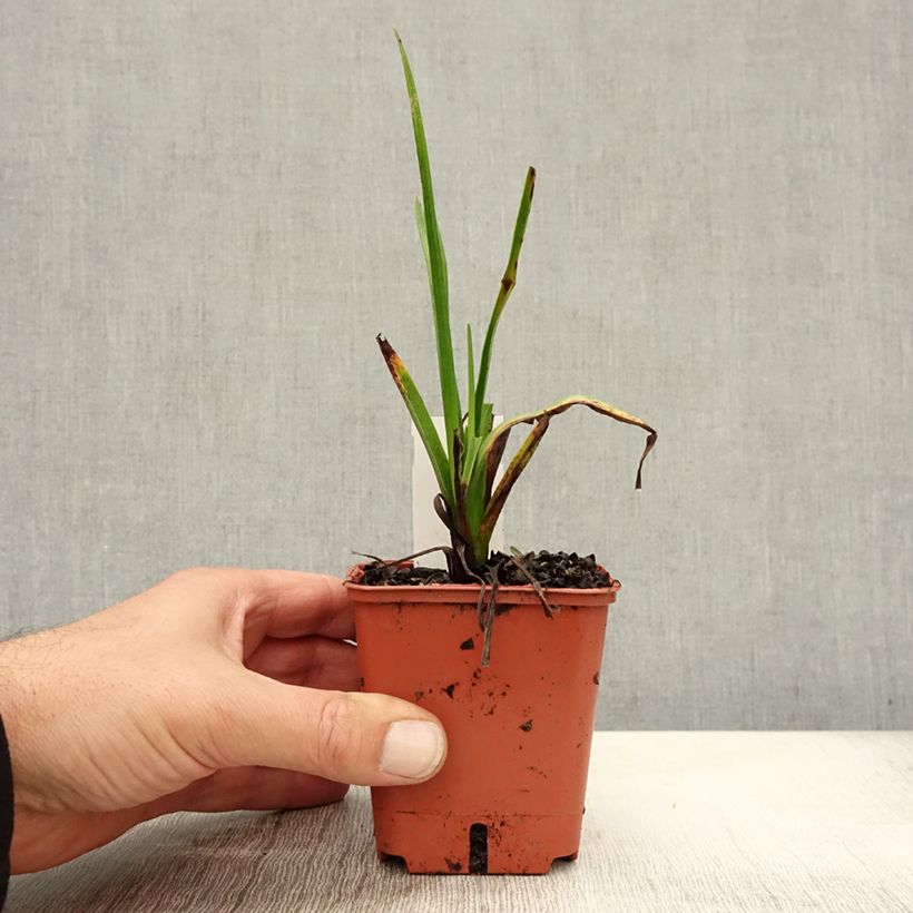 Exemplaar van Kniphofia uvaria Orange Vanilla Popsicle - Vuurpijl Kweekpotje van 8/9 cm zoals geleverd in de herfst