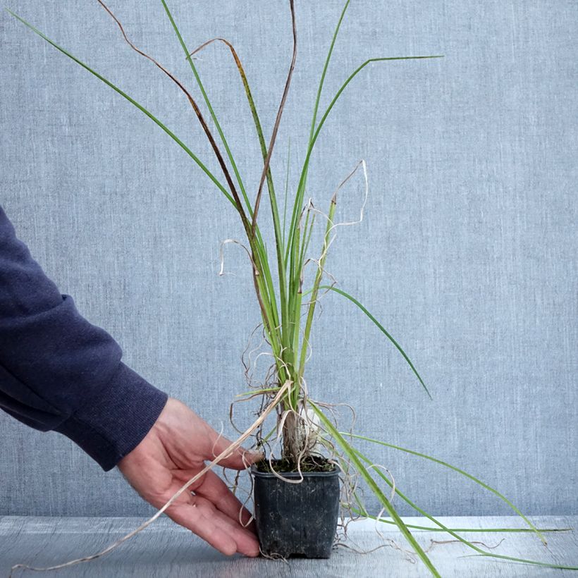 Exemplaar van Kniphofia Papaya Popsicle - Vuurpijl Kweekpotje van 8/9 cm zoals geleverd in de herfst