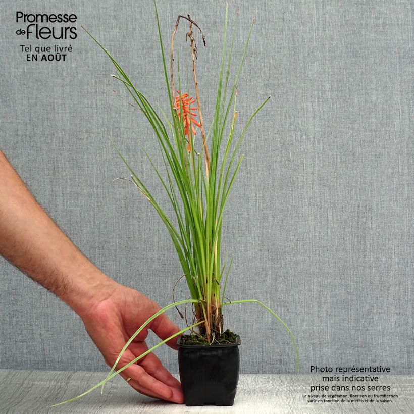 Exemplaar van Kniphofia Papaya Popsicle - Vuurpijl Kweekpotje van 8/9 cm zoals geleverd in de zomer