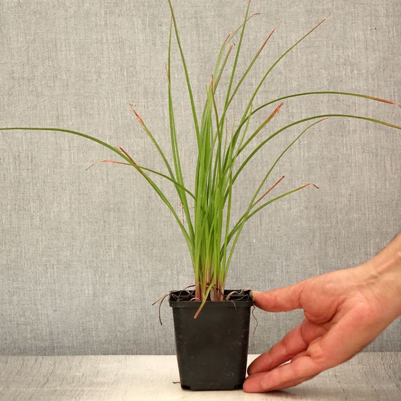 Exemplaar van Kniphofia Pineapple Popsicle - Vuurpijl Kweekpotje van 8/9 cm zoals geleverd in de zomer