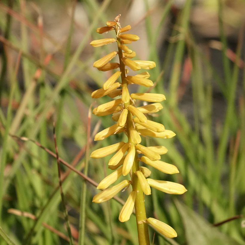 Kniphofia Pineapple Popsicle - Vuurpijl (Bloei)