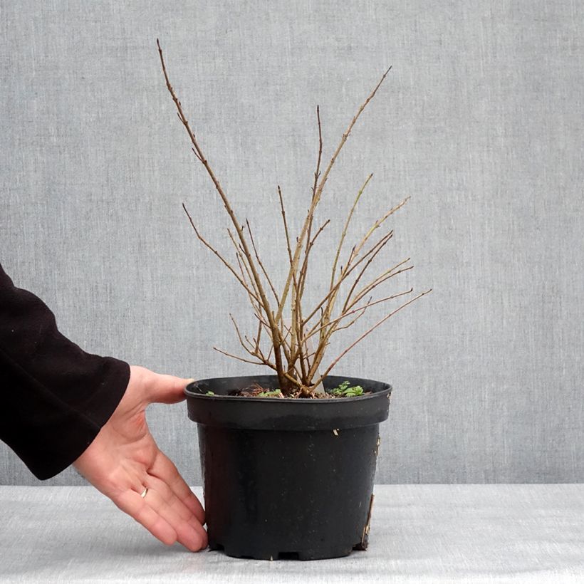 Exemplaar van Troène commun - Ligustrum vulgare Lodense Pot de 3L/4L zoals geleverd in de winter