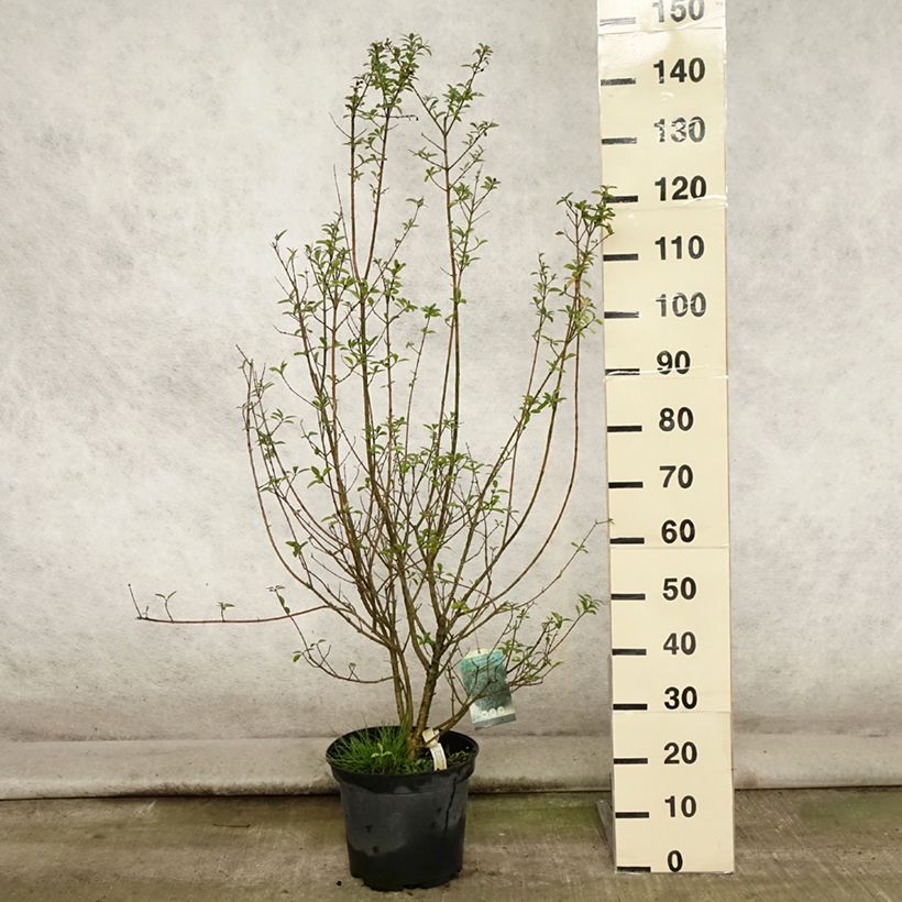 Exemplaar van Ligustrum vulgare Atrovirens - Wilde liguster Pot van 7,5 l/10 l zoals geleverd in de zomer