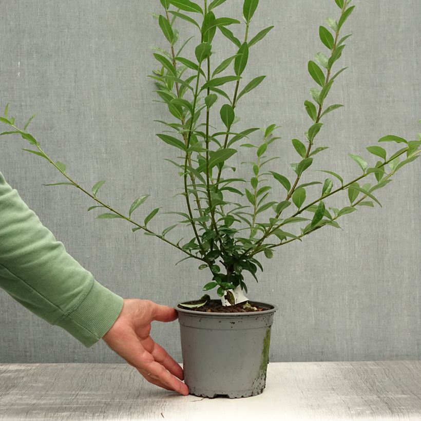 Exemplaar van Ligustrum vulgare Atrovirens - Wilde liguster Naakte wortel zoals geleverd in de zomer