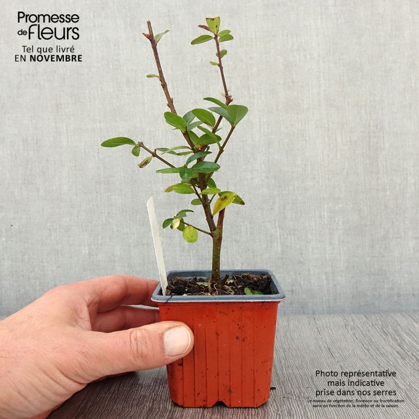 Exemplaar van Ligustrum vulgare Atrovirens - Wilde liguster Kweekpotje van 8/9 cm zoals geleverd in de herfst
