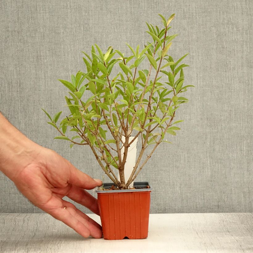 Exemplaar van Ligustrum vulgare Atrovirens - Wilde liguster Kweekpotje van 8/9 cm zoals geleverd in de zomer