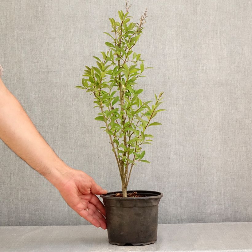 Exemplaar van Ligustrum vulgare Atrovirens - Wilde liguster Pot van 2 l/3 l zoals geleverd in de zomer