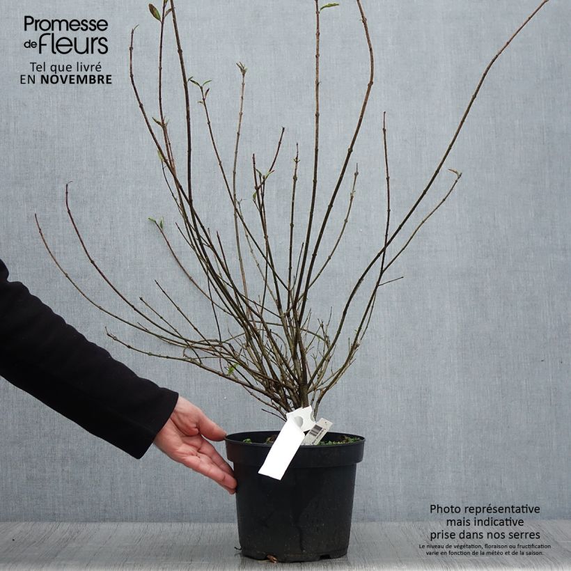 Exemplaar van Ligustrum vulgare Atrovirens - Wilde liguster Pot van 4 l/5 l zoals geleverd in de herfst