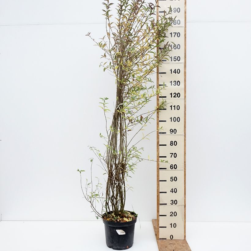 Exemplaar van Ligustrum vulgare Atrovirens - Wilde liguster Pot van 12 l/15 l zoals geleverd in de herfst