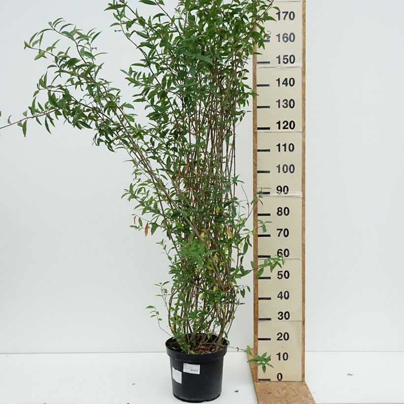 Exemplaar van Ligustrum vulgare Atrovirens - Wilde liguster Pot van 12 l/15 l zoals geleverd in de zomer
