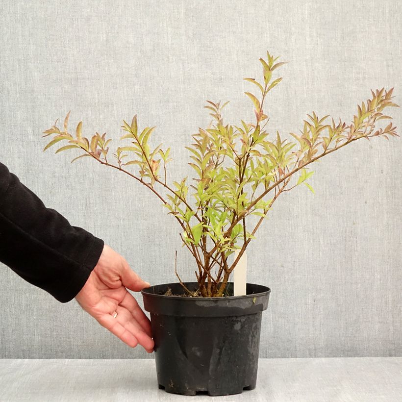 Exemplaar van Ligustrum vulgare Lodense - Wilde liguster Pot van 3 l/4 l zoals geleverd in de herfst