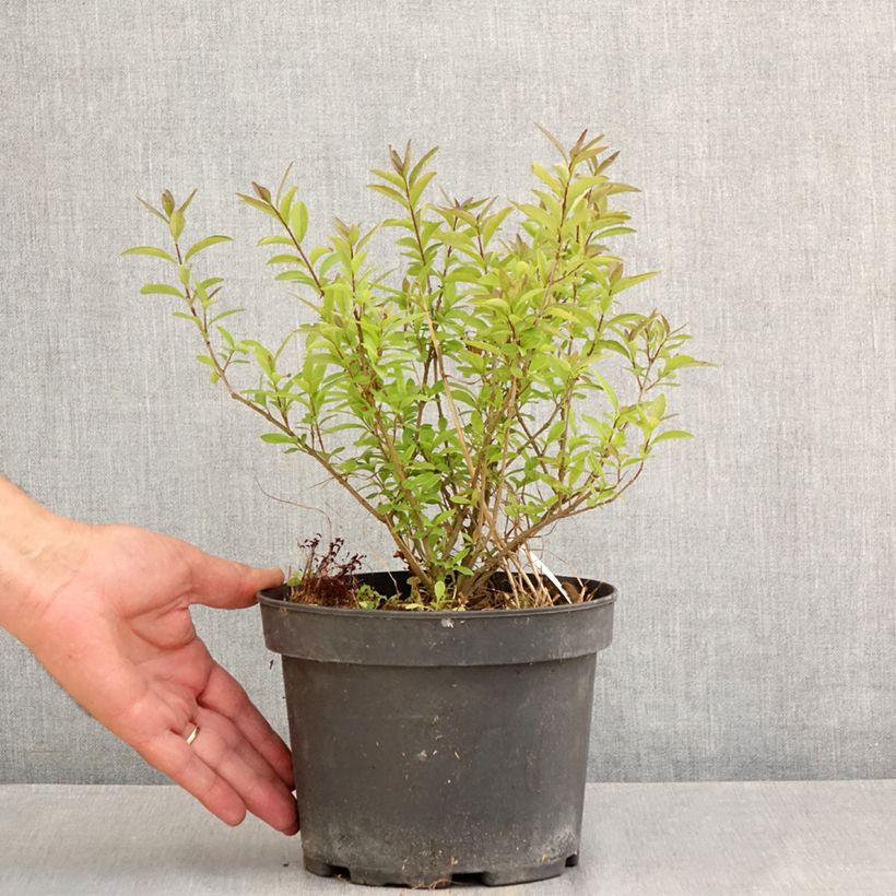 Exemplaar van Ligustrum vulgare Lodense - Wilde liguster Pot van 3 l/4 l zoals geleverd in de zomer