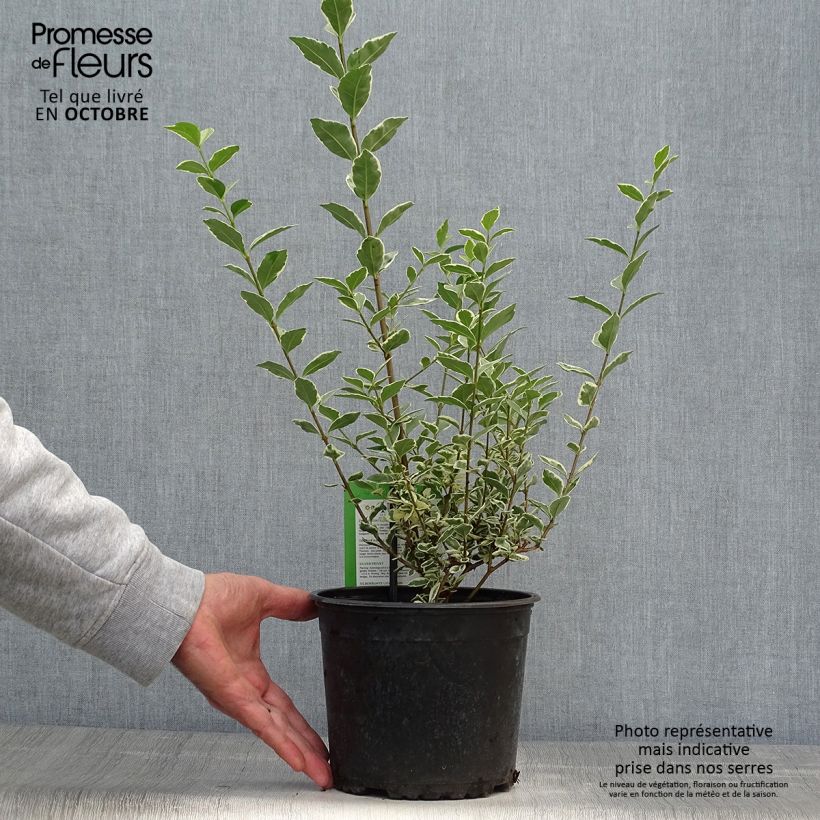 Exemplaar van Ligustrum ovalifolium Argenteum - Haagliguster Pot van 2 l/3 l zoals geleverd in de herfst