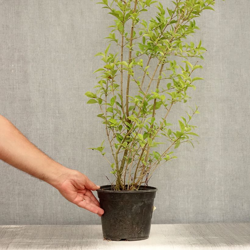 Exemplaar van Ligustrum ovalifolium Lemon Lime - Haagliguster Pot van 2 l/3 l zoals geleverd in de zomer