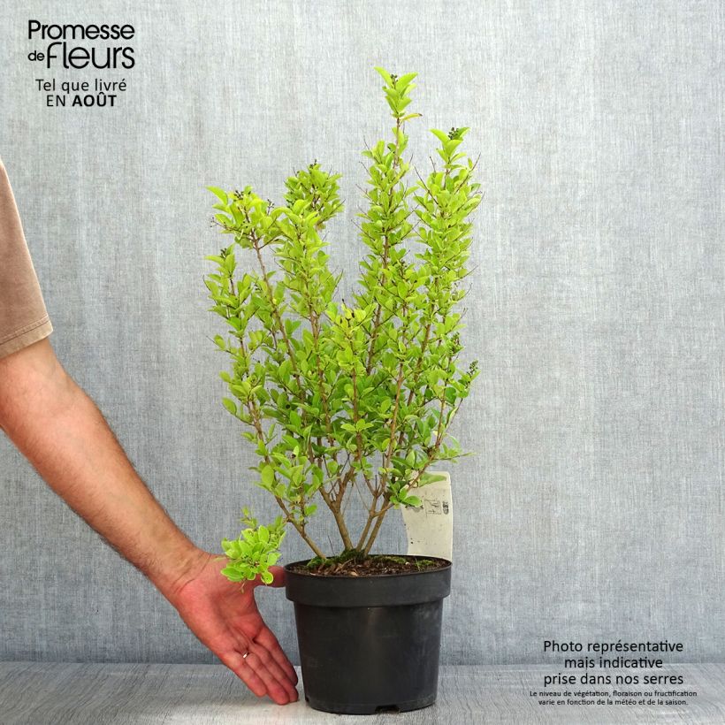 Exemplaar van Ligustrum ovalifolium Green Diamond - Haagliguster Pot van 2 l/3 l zoals geleverd in de zomer