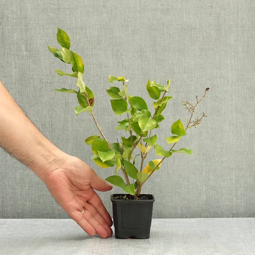 Exemplaar van Ligustrum lucidum - Chinese liguster Kweekpotje van 8/9 cm zoals geleverd in de zomer